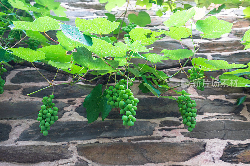 Druiven hangen aan de muur